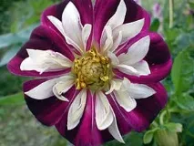 Жоржина, жоржин (Dahlia), форма суцвіття жоржин, сорти забарвлення цвітіння розмноження насінням жоржина
