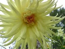 Жоржина, жоржин (Dahlia), форма суцвіття жоржин, сорти забарвлення цвітіння розмноження насінням суцвіття