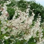 Горець багатоквітковий (фалопія, фо ти) корінь, трава горця, лікувальні властивості, відгуки, трава