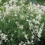 Горець багатоквітковий (фалопія, фо ти) корінь, трава горця, лікувальні властивості, відгуки, фалопія