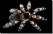 Гомельський Акваріумний Сайт - Brachypelma smithi гомельський