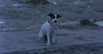 маючи