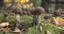 Грибні місця зроби сам грибні