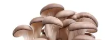 Гриби гливи користь і шкода гриби