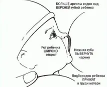 годувати