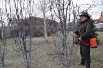 Як підготувати плодові дерева до зими підживлення, полив, чистка та побілка, підв’язка та укриття дерева