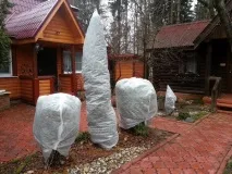 Як підготувати плодові дерева до зими підживлення, полив, чистка та побілка, підв’язка та укриття зими
