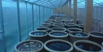 Як виробляється традиційний китайський оцет близько