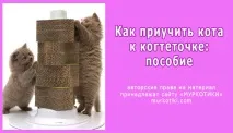 привчити