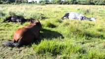 Як сплять коні міфи і правда про способи відпочинку тварин відпочинку