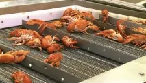 Як виростити раків у домашніх умовах виростити