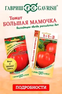 Кизил посадка, вирощування та догляд кизил