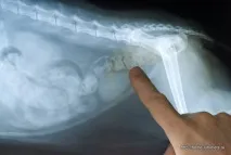Кишковий запор у котів - Домашній улюбленець домашній