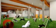 Клуб для собак Fetch Club