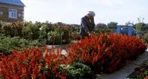 Кого не торкнеться в Криму дачна амністія. кого