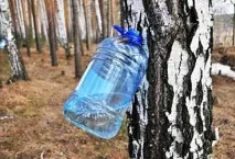 Коли збирати березовий сік збирають