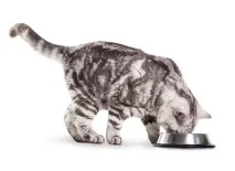 Корм для котів Роял Канін котів