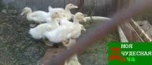 Годування качок - Моя чудова дача годування