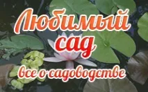 анюйський