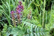Лікування відхаркувальними травами при бронхіті корінь солодки, мати-й-мачуха, алое лікування