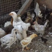 лікування