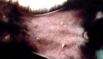 Хибна вагітність у собак симптоми та лікування, Дресирування та виховання собак, Журнал про собак хибна