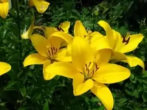 Лілія пірамідальна, посадка та догляд пірамідальна