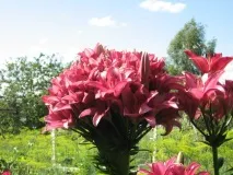 Лілія пірамідальна, посадка та догляд пірамідальна