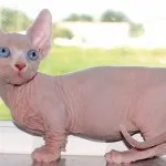 Манчкін, Породи котів котів