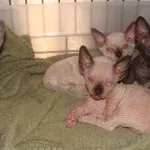 Манчкін, Породи котів котів
