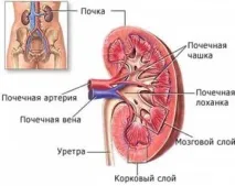 Масаж нирок у вісцеральній терапії вісцеральній