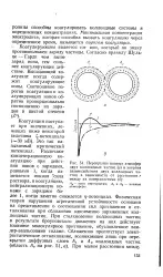 велика