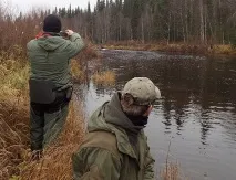 Мезенська сьомга зникає, Коміінформ сьомга