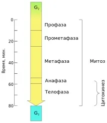 клетката