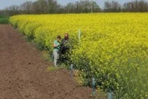 Монофосфат калію застосування норма внесення, формула, відгуки, кальцієва селітра для томатів застосування