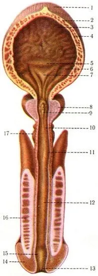 Чоловічий сечівник (urethra masculina), Анатомія людини urethra