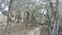 На Південному березі Криму висадили 6 га хурми, оливок та зізіфуса - у блозі - Агропром та харчова південному