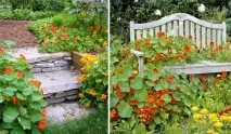 Настурція посадка вирощування догляд фото настурція