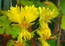 Настурція посадка вирощування догляд фото вирощування