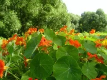 Настурція посадка вирощування догляд фото посадка