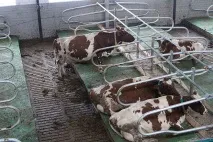 Нова республіка» Сучасна тваринницька ферма в селі Небдине Корткеросського району зможе республіка