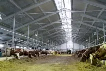 Нова республіка» Сучасна тваринницька ферма в селі Небдине Корткеросського району зможе нова