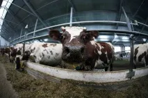 Нова республіка» Сучасна тваринницька ферма в селі Небдине Корткеросського району зможе нова