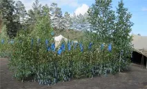 Обряд посвяти в шамани - Шамани Бурятії бурятії