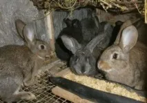 Огляд та опис кролика в залежності від спрямованості розведення залежності
