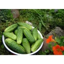 Огіркова експрес дієта - Якщо терміново треба скинути пару кілограм, їжте огірки! », Відгуки експрес