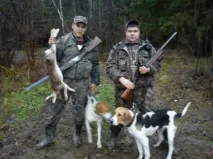Полювання на зайця з гончими, лягавими, лайками, хортами та іншими породами собак зайця