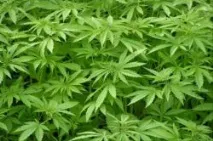 Чому марихуана пробуджує апетит у людини AgroXXI чому