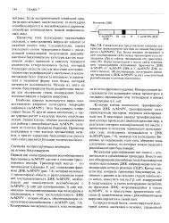 Поліедрин - Велика Енциклопедія Нафти та Газа, стаття, сторінка 1 стаття