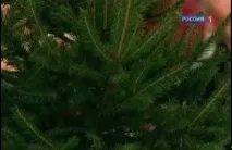 Користь і шкода натуральної ялинки, Передача Про головне дивитись онлайн канал Україна шкода